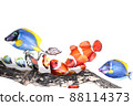 Tropical fish 88114373