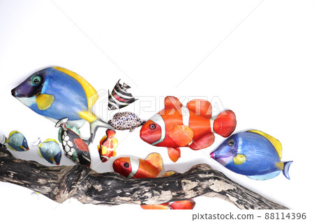 Tropical fish Tropical fish 88114396