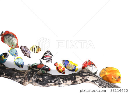 熱帶魚 熱帶魚 88114430