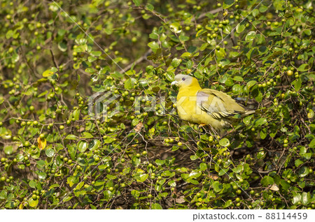 Yellow footed green pigeon or yellow legged green pigeon bird on Jujube or ber fruit tree at ranthambore national park rajasthan india - Treron phoenicoptera Yellow footed green pigeon or yellow legged green pigeon bird on Jujube or ber fruit tree at ranthambore national park rajasthan india - Treron phoenicoptera 88114459