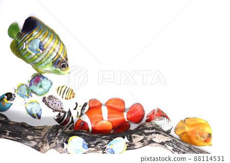 熱帶魚 熱帶魚 88114531