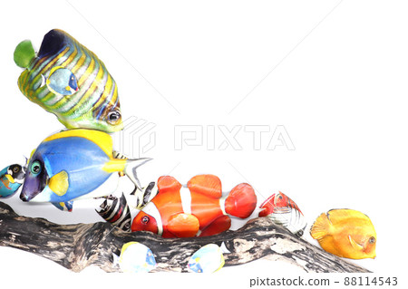 熱帶魚 熱帶魚 88114543