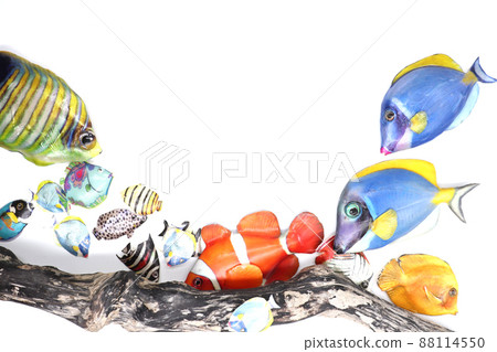 熱帶魚 熱帶魚 88114550