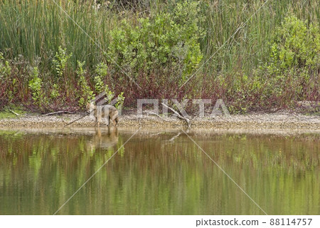Golden jackal near Yukon River, reflection in the water. Park HaYarkon, Tel Aviv 88114757