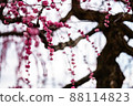 Plum blossoms and tree trunks 88114823