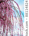Uedai plum 88114824