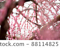 Plum blossom  88114825