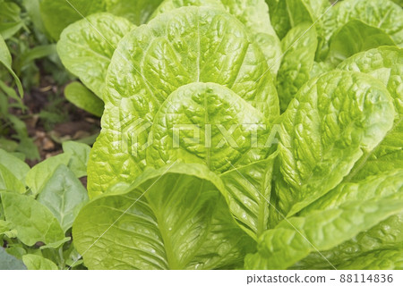 A lettuce bed with a self prepared bucket designed to be a worm compost A lettuce bed with a self prepared bucket designed to be a worm compost 88114836