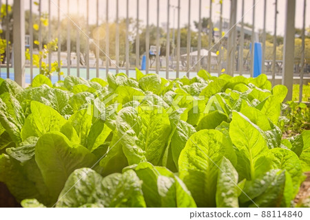 A lettuce bed with a self prepared bucket designed to be a worm compost 88114840