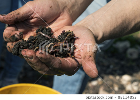 Hands holding worms with soil. A farmer showing group of earthworms in his hands. Production of vermicompost from household food waste Hands holding worms with soil. A farmer showing group of earthworms in his hands. Production of vermicompost from household food waste 88114852