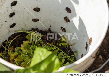 Home made composter with worms and soil. Production of vermicompost from household food waste 88114855