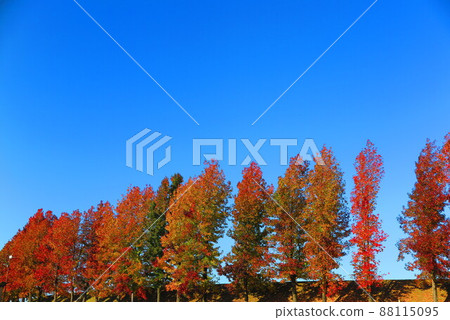 A landscape of deep blue sky and colorful trees 8 88115095