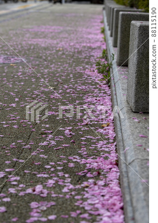 Cherry petals Cherry petals 88115190