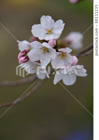 櫻花 櫻花 88115235