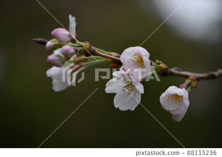 櫻花 櫻花 88115236