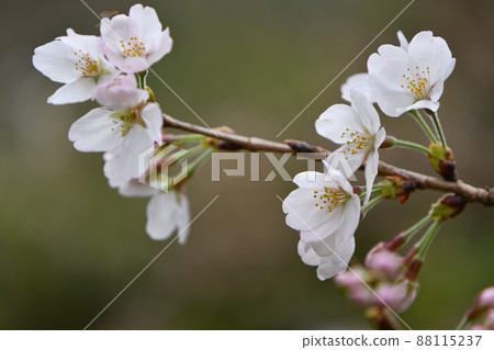 櫻花 櫻花 88115237