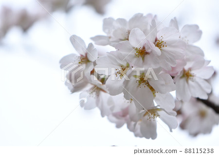 櫻花 櫻花 88115238