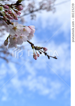 櫻花 櫻花 88115239