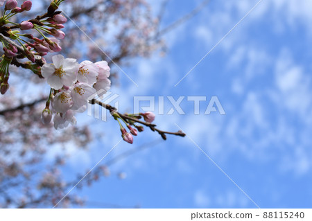櫻花 櫻花 88115240