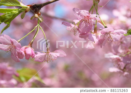 Kawazu cherry blossoms pink flowers Kawazu cherry blossoms pink flowers 88115263