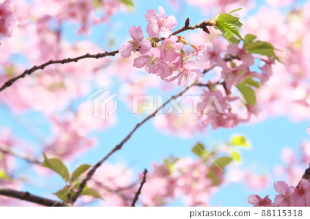 河津櫻花粉紅色花朵【藍天背景】 88115318