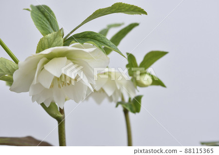 Christmas rose 88115365