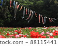 Poppies and carp streamers 88115441