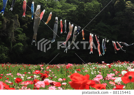 Poppies and carp streamers Poppies and carp streamers 88115441