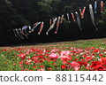 Poppies and carp streamers 88115442