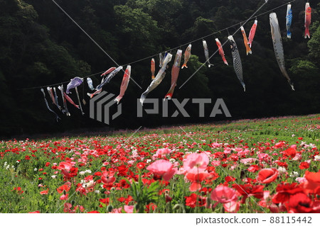 Poppies and carp streamers Poppies and carp streamers 88115442