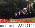 Poppies and carp streamers 88115444
