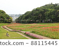Poppies and carp streamers 88115445