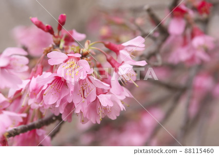 Red flowers of okame cherry blossoms Red flowers of okame cherry blossoms 88115460