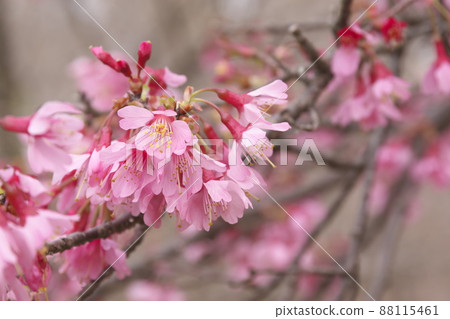 okame櫻花的紅色花朵 okame櫻花的紅色花朵 88115461