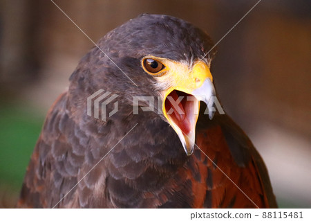 哈里斯霍克大聲威脅 88115481