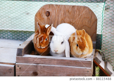 Rabbits that stick together with three Rabbits that stick together with three 88115488