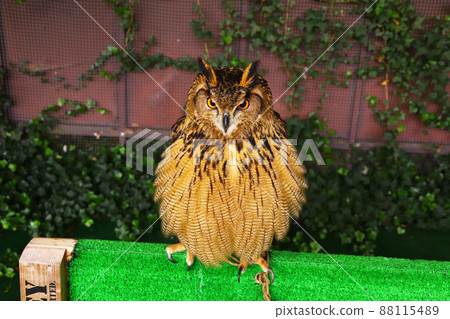 身體蓬鬆的歐亞雕鴞 身體蓬鬆的歐亞雕鴞 88115489