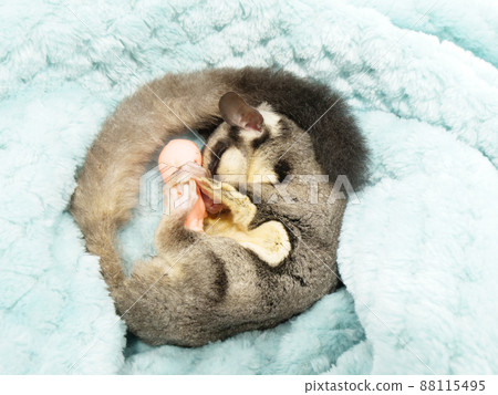 Sugar glider sleeping with a doll Sugar glider sleeping with a doll 88115495