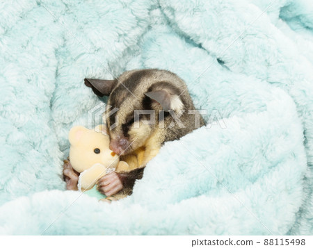 Sugar glider sleeping while holding a teddy bear Sugar glider sleeping while holding a teddy bear 88115498