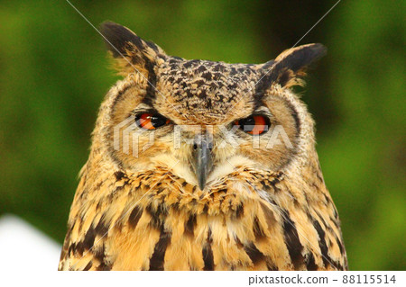 A Bengal Eagle Owl staring blankly at me A Bengal Eagle Owl staring blankly at me 88115514
