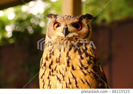 Bengal Eagle Owl looking up Bengal Eagle Owl looking up 88115525