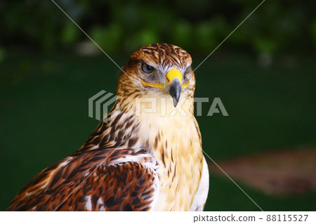 A sharp Feruginous Hawk A sharp Feruginous Hawk 88115527