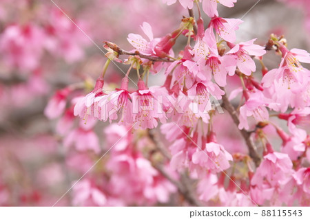 okame櫻花的紅色花朵 88115543