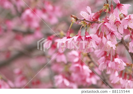 Red flowers of okame cherry blossoms 88115544