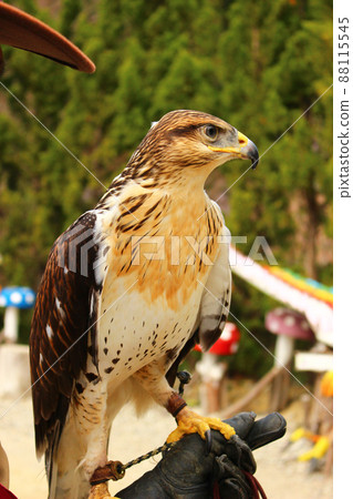 Ferruginous Hawk on Arm Ferruginous Hawk on Arm 88115545