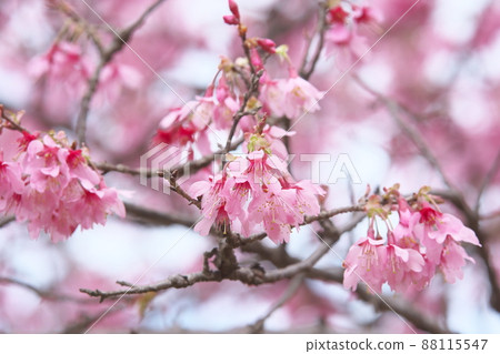 Red flowers of okame cherry blossoms Red flowers of okame cherry blossoms 88115547