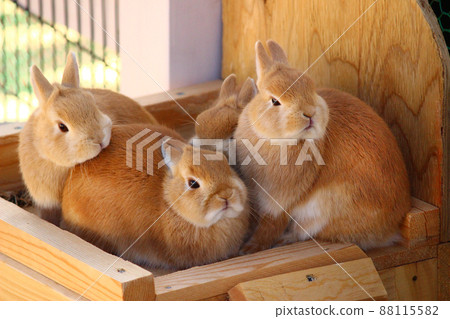 Four rabbits gathering together Four rabbits gathering together 88115582