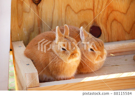 並排坐著的兔子 並排坐著的兔子 88115584