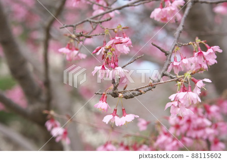okame櫻花的紅色花朵 88115602