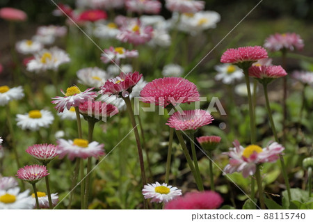 Summer flowers Summer flowers 88115740